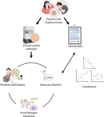 Cryptococcal Virulence in Humans: Learning From Translational Studies With Clinical Isolates